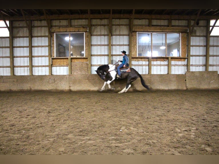 caballo de tiro Caballo castrado 15 años Negro in Highland, MI