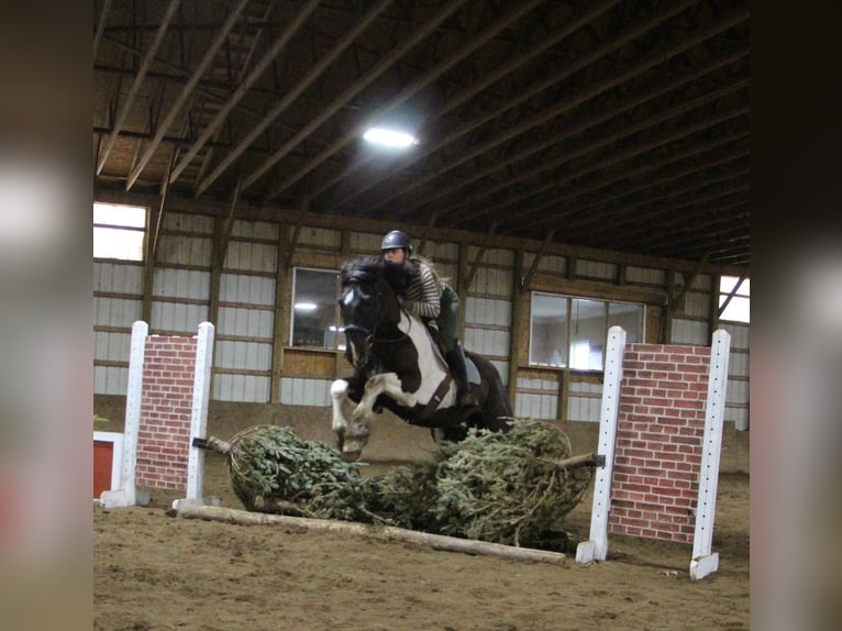 caballo de tiro Caballo castrado 15 años Negro in Highland, MI