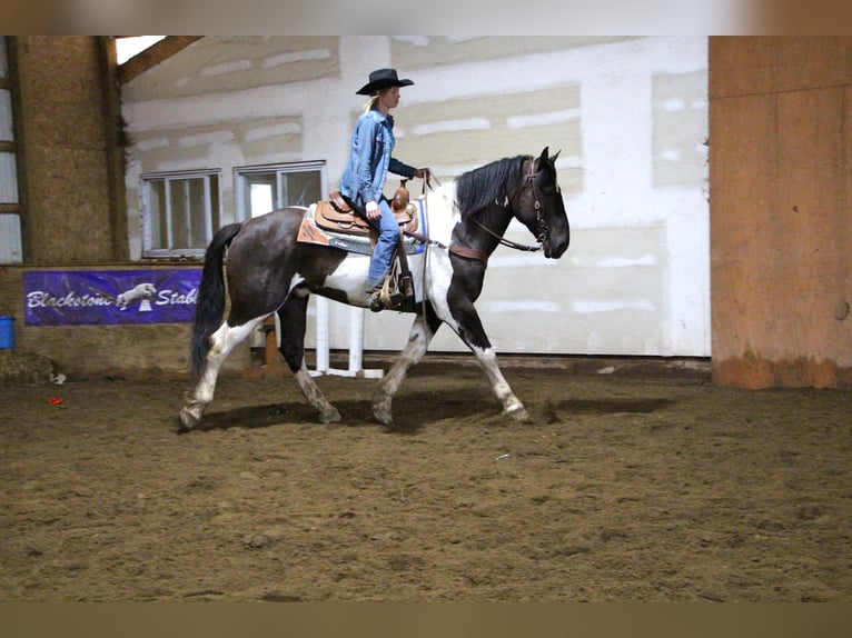 caballo de tiro Caballo castrado 15 años Negro in Highland, MI