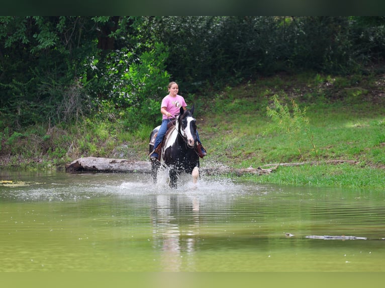 caballo de tiro Mestizo Caballo castrado 15 años Pío in Forney