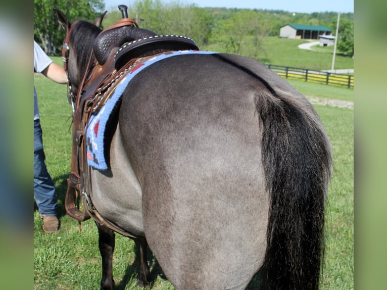 caballo de tiro Caballo castrado 16 años 155 cm Grullo in Whitley City Ky