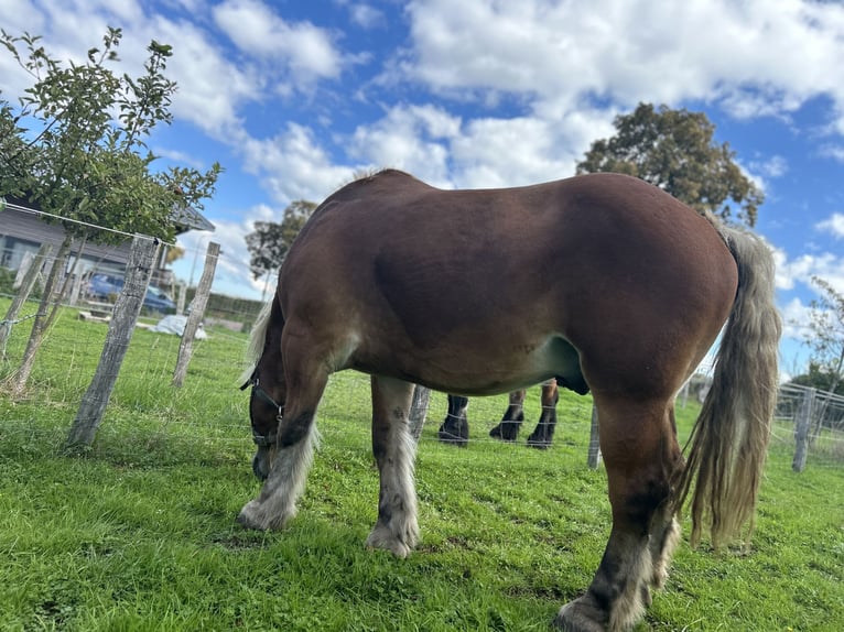 caballo de tiro Caballo castrado 16 años Alazán in Kettenis