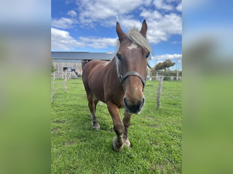 caballo de tiro Caballo castrado 16 años Alazán in Kettenis