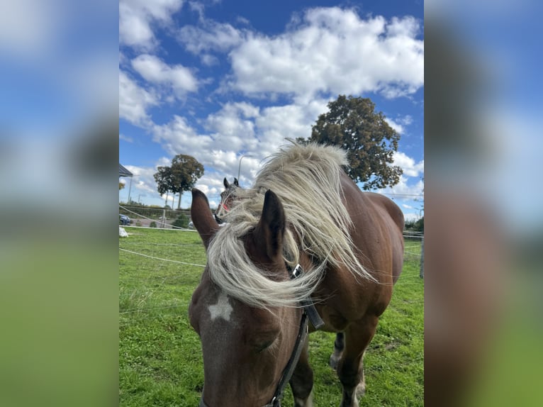caballo de tiro Caballo castrado 16 años Alazán in Kettenis