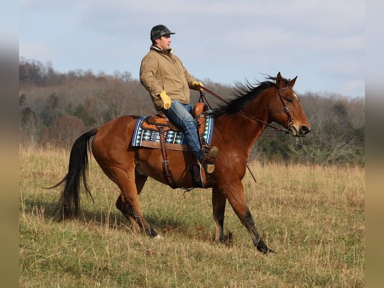 caballo de tiro Caballo castrado 17 años 160 cm Castaño rojizo in MOunt Vernon KY