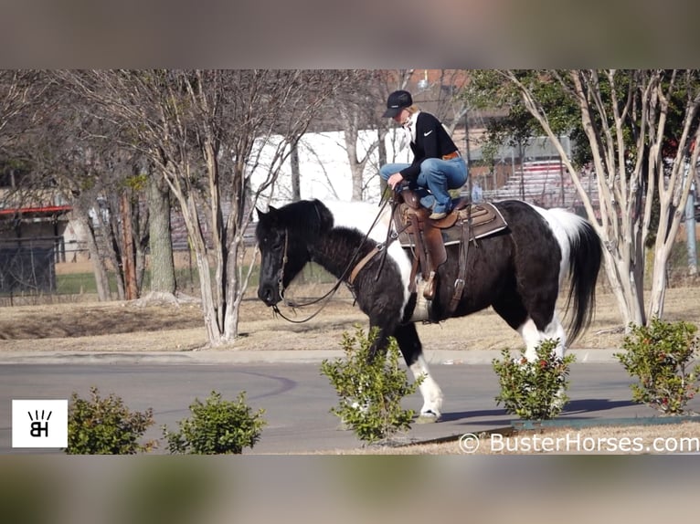 caballo de tiro Caballo castrado 17 años Tobiano-todas las-capas in Weatherford TX