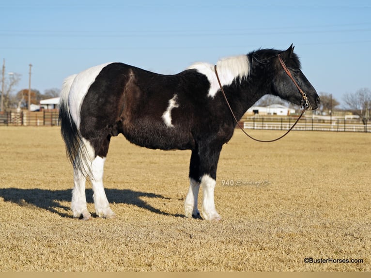 caballo de tiro Caballo castrado 17 años Tobiano-todas las-capas in Weatherford TX