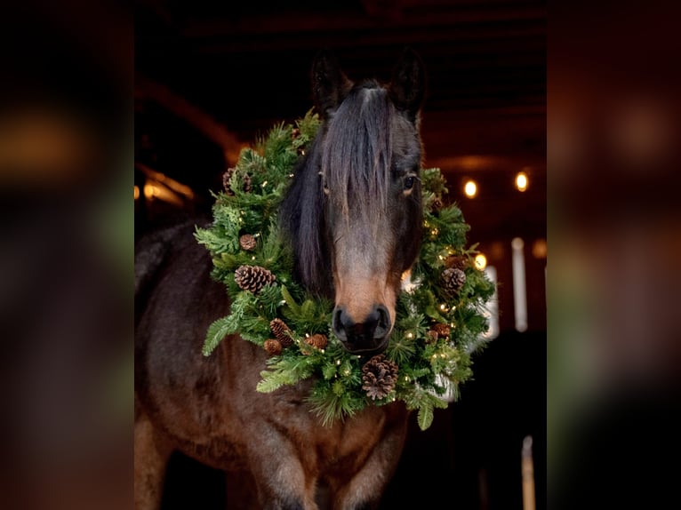 caballo de tiro Mestizo Caballo castrado 3 años 150 cm Castaño-ruano in New Holland