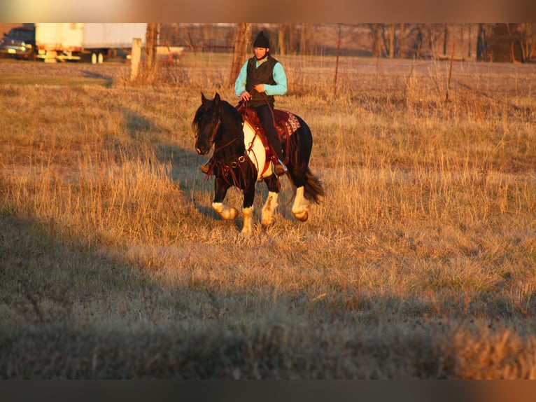 caballo de tiro Mestizo Caballo castrado 3 años 152 cm in Cincinnati, IA