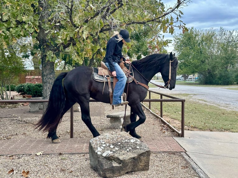 caballo de tiro Caballo castrado 3 años 157 cm Negro in Jacksboro TX