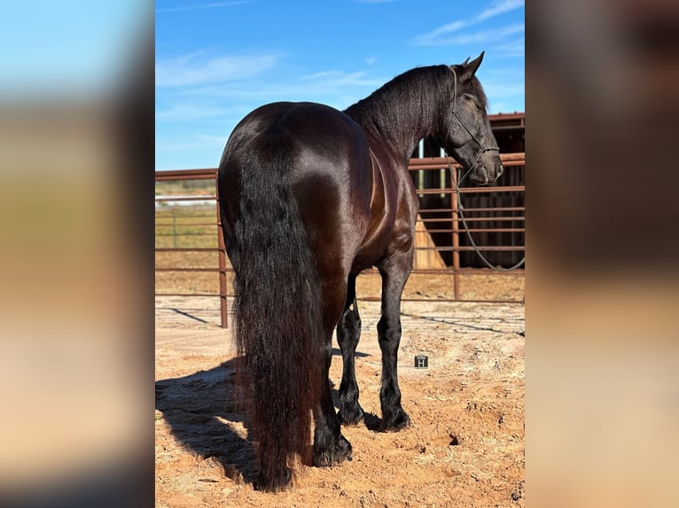 caballo de tiro Caballo castrado 3 años 157 cm Negro in Jacksboro TX