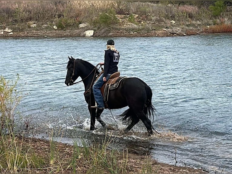 caballo de tiro Caballo castrado 3 años 157 cm Negro in Jacksboro TX