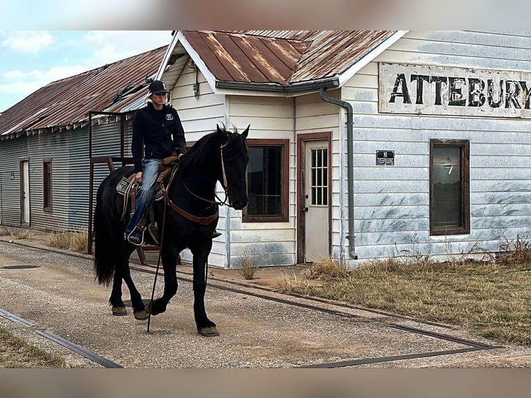 caballo de tiro Caballo castrado 3 años 157 cm Negro in Jacksboro TX