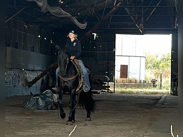 caballo de tiro Caballo castrado 3 años 157 cm Negro in Jacksboro TX