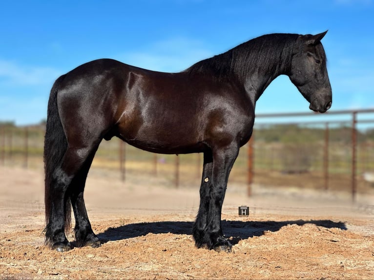 caballo de tiro Caballo castrado 3 años 157 cm Negro in Jacksboro TX