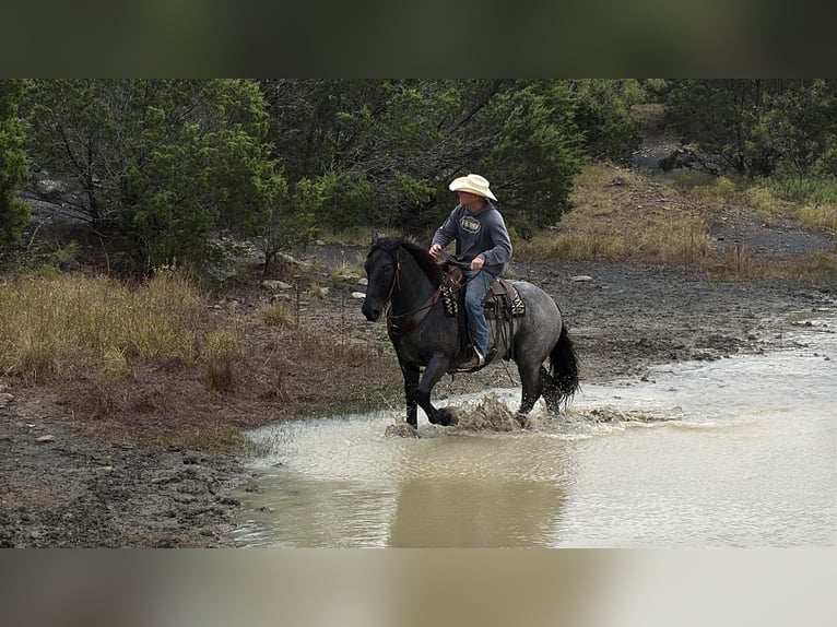 caballo de tiro Caballo castrado 3 años 163 cm Ruano azulado in Jacksboro TX