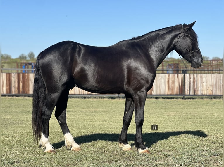 caballo de tiro Mestizo Caballo castrado 3 años 165 cm Negro in Jacksboro