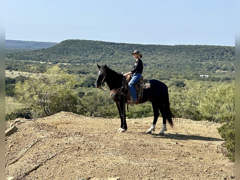 caballo de tiro Mestizo Caballo castrado 3 años 165 cm Negro in Jacksboro