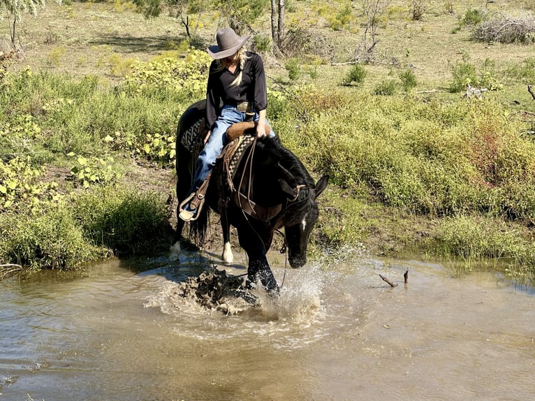 caballo de tiro Mestizo Caballo castrado 3 años 165 cm Negro in Jacksboro