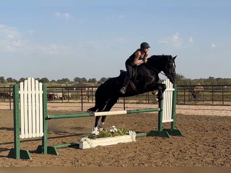 caballo de tiro Mestizo Caballo castrado 3 años 165 cm Negro in Jacksboro