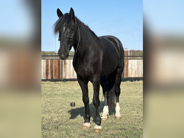 caballo de tiro Mestizo Caballo castrado 3 años 165 cm Negro in Jacksboro