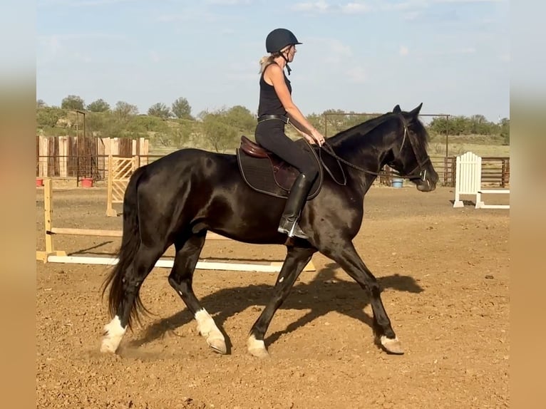 caballo de tiro Mestizo Caballo castrado 3 años 165 cm Negro in Jacksboro