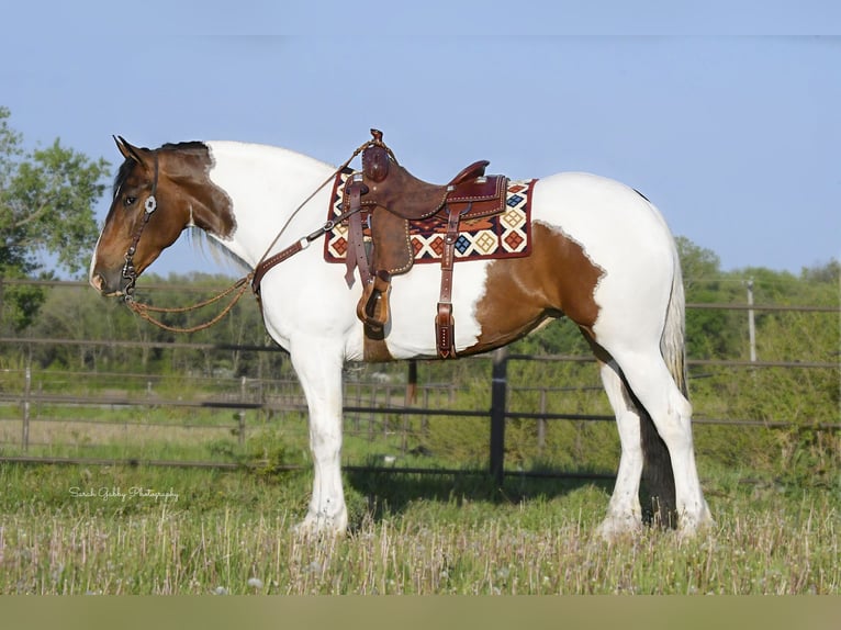 caballo de tiro Caballo castrado 3 años 165 cm Tobiano-todas las-capas in Independence IA