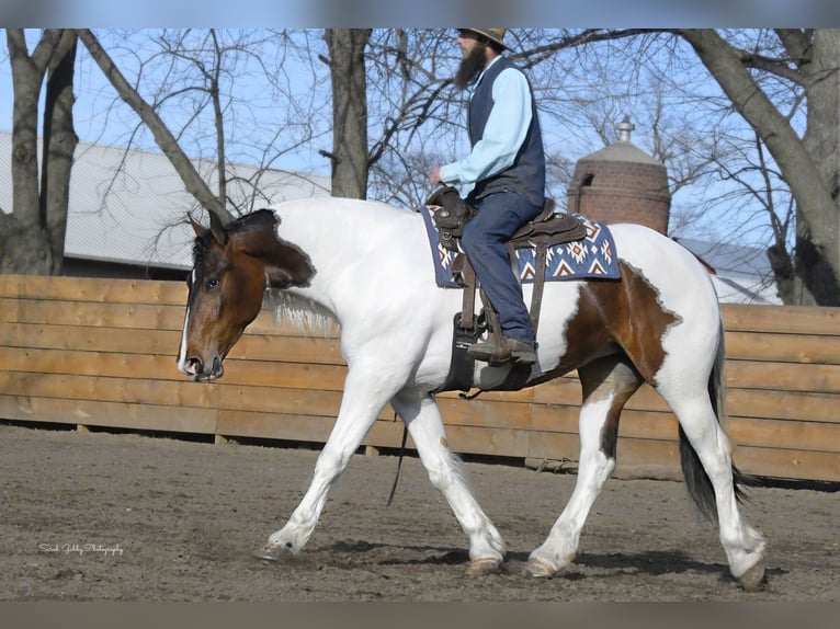 caballo de tiro Caballo castrado 3 años 165 cm Tobiano-todas las-capas in Independence IA