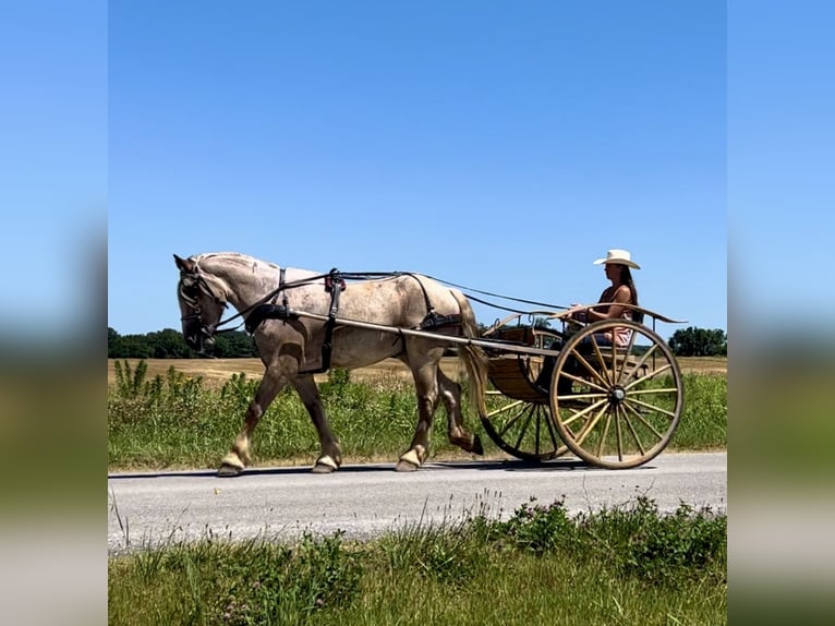 caballo de tiro Caballo castrado 3 años 170 cm Ruano alazán in Auburn, KY