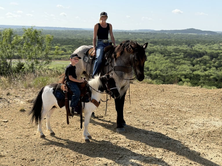 caballo de tiro Mestizo Caballo castrado 3 años 173 cm Ruano azulado in Weatherford