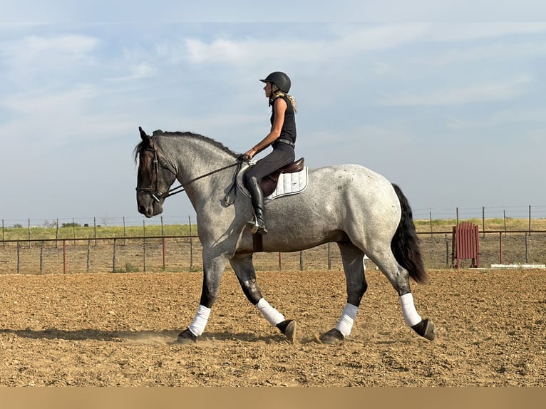 caballo de tiro Mestizo Caballo castrado 3 años 173 cm Ruano azulado in Weatherford