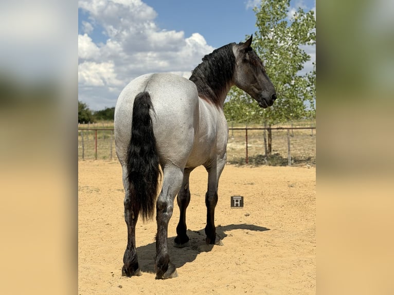 caballo de tiro Mestizo Caballo castrado 3 años 173 cm Ruano azulado in Weatherford