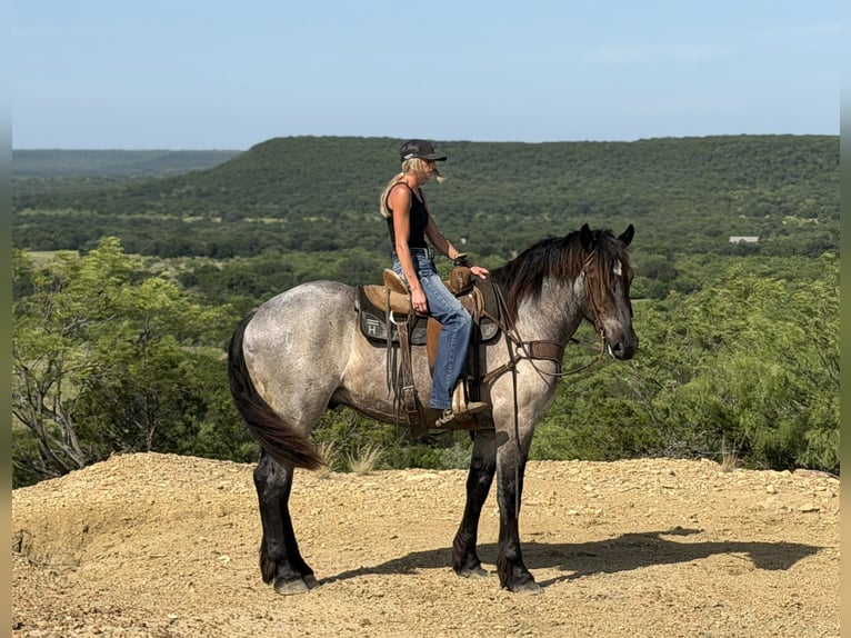 caballo de tiro Mestizo Caballo castrado 3 años 173 cm Ruano azulado in Weatherford