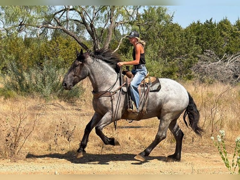 caballo de tiro Mestizo Caballo castrado 3 años 173 cm Ruano azulado in Weatherford
