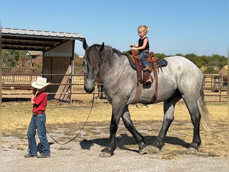 caballo de tiro Mestizo Caballo castrado 3 años 173 cm Tordo in Weatherford