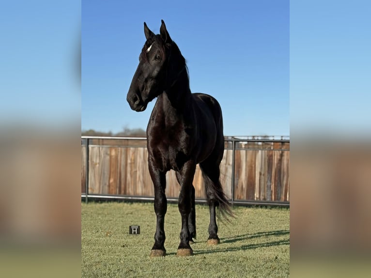 caballo de tiro Caballo castrado 3 años 175 cm Negro in Jacksboro, TX