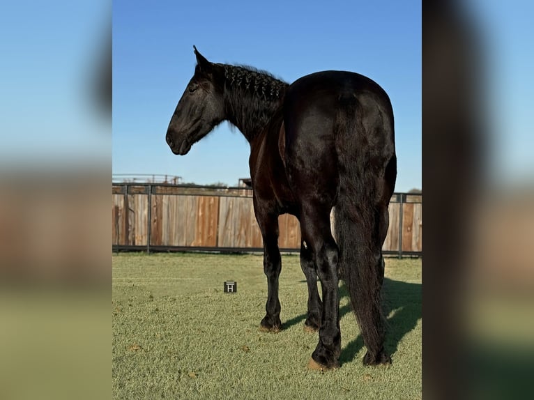 caballo de tiro Caballo castrado 3 años 175 cm Negro in Jacksboro, TX