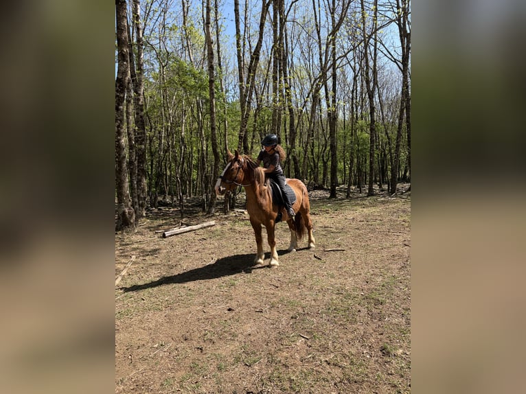 caballo de tiro Caballo castrado 3 años Alazán-tostado in Rosis