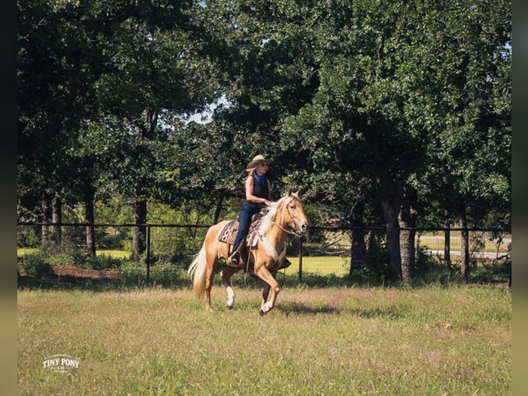 caballo de tiro Mestizo Caballo castrado 3 años Palomino in Jacksboro