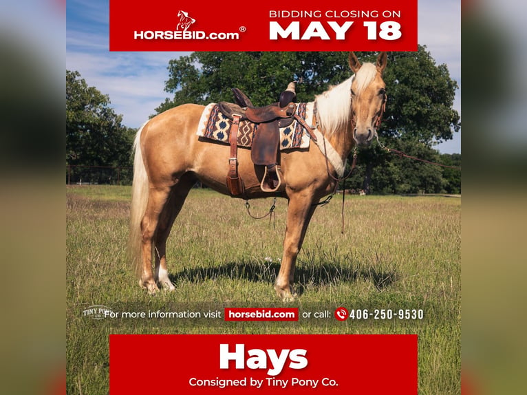 caballo de tiro Mestizo Caballo castrado 3 años Palomino in Jacksboro
