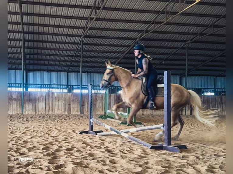 caballo de tiro Mestizo Caballo castrado 3 años Palomino in Jacksboro
