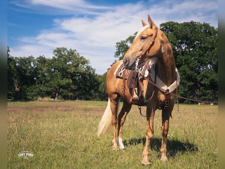 caballo de tiro Mestizo Caballo castrado 3 años Palomino in Jacksboro