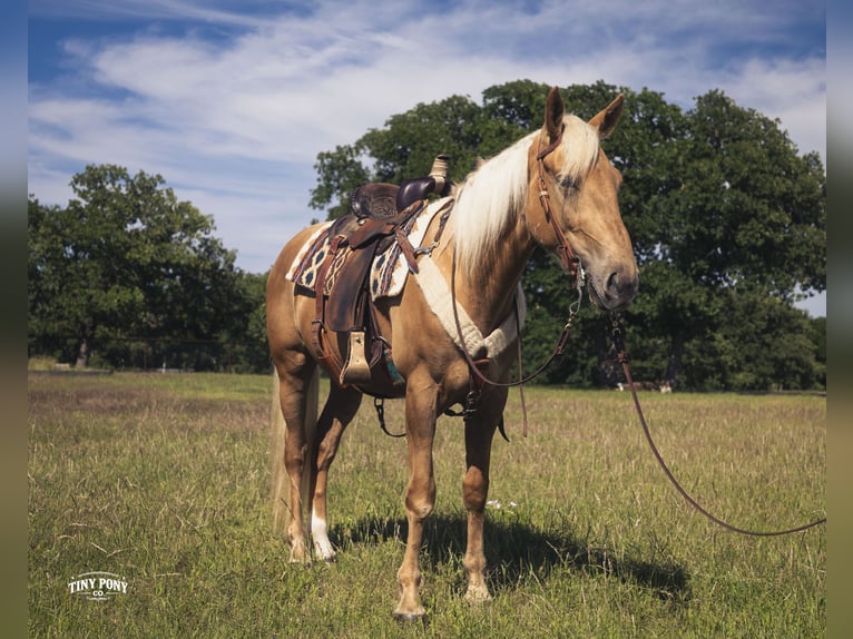caballo de tiro Mestizo Caballo castrado 3 años Palomino in Jacksboro
