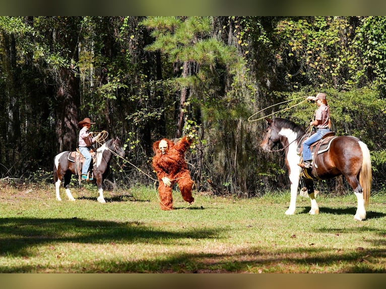 caballo de tiro Mestizo Caballo castrado 3 años Pío in Bloomburg