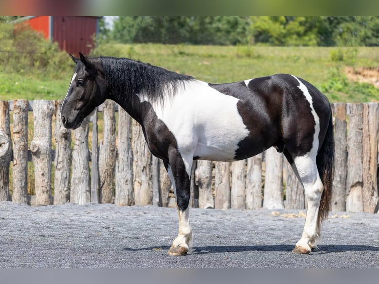 caballo de tiro Mestizo Caballo castrado 3 años Pío in Clearville