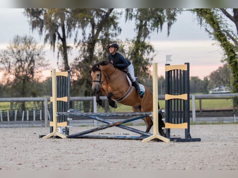 caballo de tiro Mestizo Caballo castrado 4 años 150 cm Buckskin/Bayo in Ocala