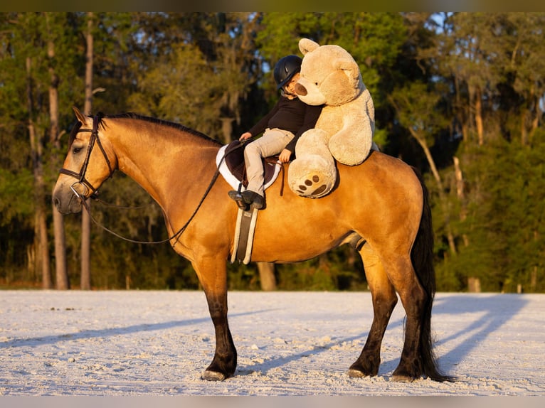 caballo de tiro Mestizo Caballo castrado 4 años 150 cm Buckskin/Bayo in Ocala