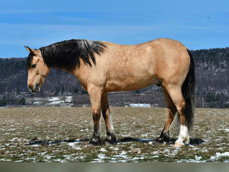 caballo de tiro Mestizo Caballo castrado 4 años 150 cm Buckskin/Bayo in Rebersburg