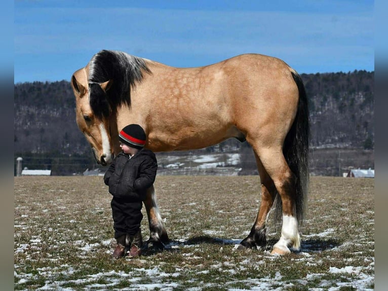 caballo de tiro Mestizo Caballo castrado 4 años 150 cm Buckskin/Bayo in Rebersburg