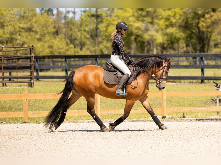 caballo de tiro Mestizo Caballo castrado 4 años 150 cm Buckskin/Bayo in Ocala
